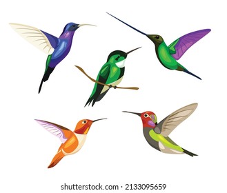 Set of varicoloured lovely small hummingbird on white background. Vector beautiful hummingbird in cartoon style.