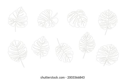 Set of varied leaves of tropical plant monstera. Hand drawn  vector linear drawing isolated on white background.