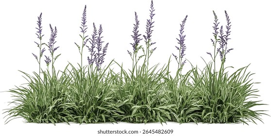 Conjunto de relva de lírio variegada Liriope muscari Variegata, corte isolado frontal, perene exótico, borda tolerante à sombra, ilustração vetorial, grama ornamental, paisagem de jardim folhagem.
