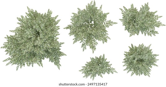 Set of Variegated privet plants, isolated on transparent background. 3D render.Top view