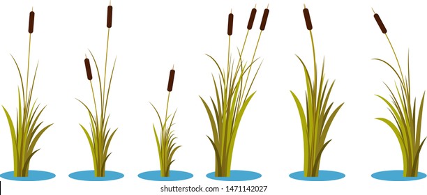 Set of variety autumn reeds with leaves on stem. Reed plant. Flat vector illustration isolated on white background. Clip art for decorate cartoon and landscape props