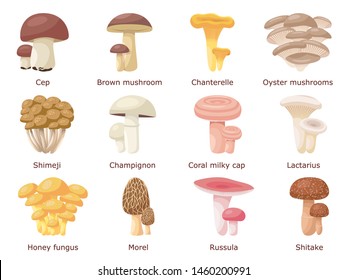 Set of a variety of different edible mushrooms. Vector illustration isolated on white with description, flat style. Shimeji cep brown chanterelle oyster mushrooms.