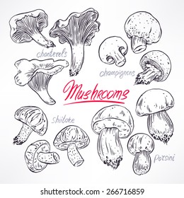 set with a variety of mushrooms. hand-drawn illustration