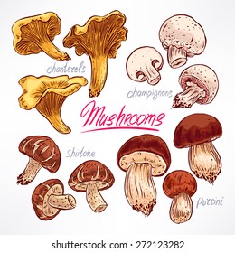 set with a variety of mushrooms. hand-drawn illustration