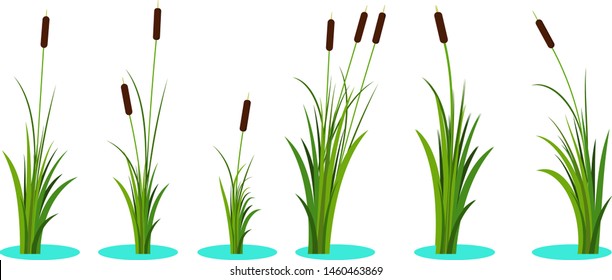 Set of variety reeds with leaves on stem. Reed plant. Flat vector illustration isolated on white background. Clip art for decorate cartoon