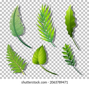 Set of variety tropical plants leaves on transparent background illustration