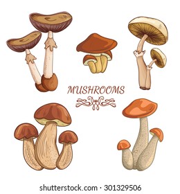Set with a variety of vintage colorful realistic mushrooms. Retro hand drawn vector illustration