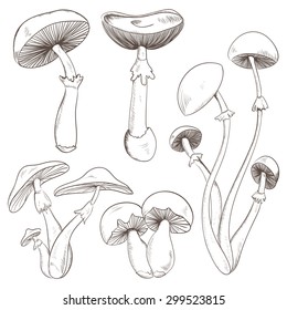 Set with a variety of vintage mushrooms. Retro hand drawn vector illustration