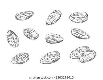 Set of various almond nuts, monochrome sketch vector illustration isolated on white background. Hand drawn organic almonds, retro drawing with engraving texture.