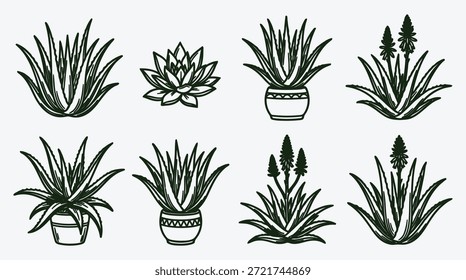 Conjunto de varias plantas y suculentas de aloe vera en macetas y suelo