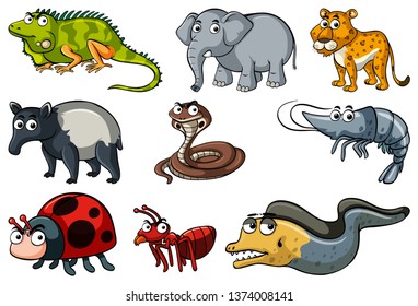 Set of various animals illustration