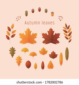 Set of various autumn leaves and acorn. Simple flat style vector illustration.