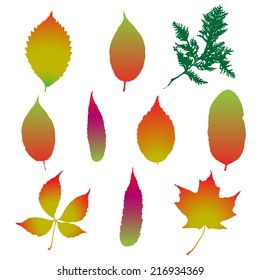 Set of various autumn leaves, Gradient, Vector.