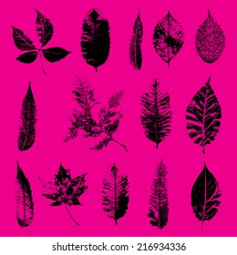 Set of various autumn leaves, Vector.