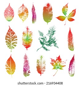Set of various autumn leaves, Vector. Gradient.