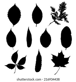 Set of various autumn leaves, Vector. Black on  white.
