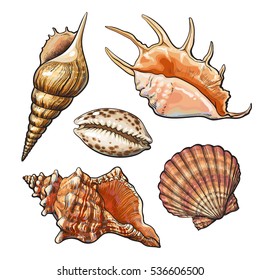 Set of various beautiful mollusk sea shells, sketch style illustration isolated on white background. Realistic hand drawing of seashells like conch, kauri, oyster, spiral, clam and mollusk shells