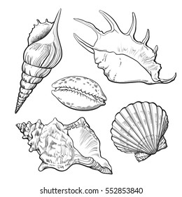 Set of various beautiful mollusk sea shells, sketch style illustration isolated on white background. Realistic hand drawing of seashells like conch, kauri, oyster, spiral, clam and mollusk shells