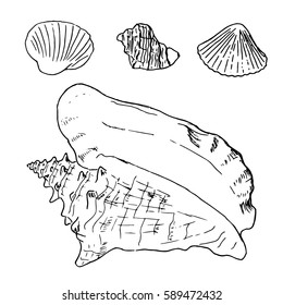 Set of various beautiful mollusk sea shells, sketch illustration. isolated. Realistic hand drawn outlines of seashells. Ocean fauna. aquatic. rapana, conch, kauri, oyster, spiral clam mollusk