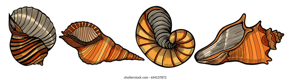 Set of various beautiful mollusk sea shells, sketch style illustration isolated on white background. Hand drawing of seashells