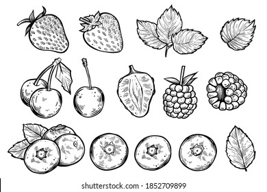 Set of various berries, hand drawn vector