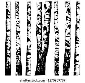 
 Set of various birch trees.  Hand drawn vector illustration in sketch style.  Isolated objects on white background. Clipart.