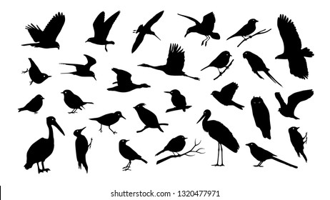 Set of various bird vector silhouettes isolated on white background