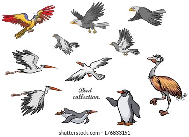 Set of various Birds. 