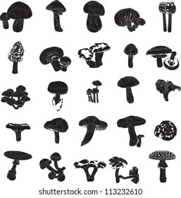 set of various black and white mushrooms