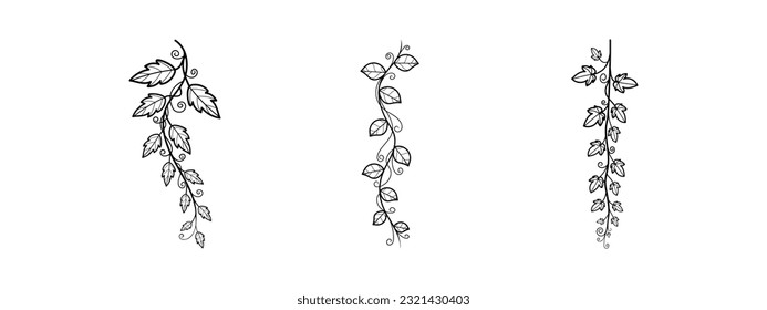 Set of various branches of climbing plants. Botanical vector illustration in graphic style for minimalist design.