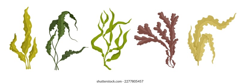 Set of various cartoon seaweeds. Vector graphics.	