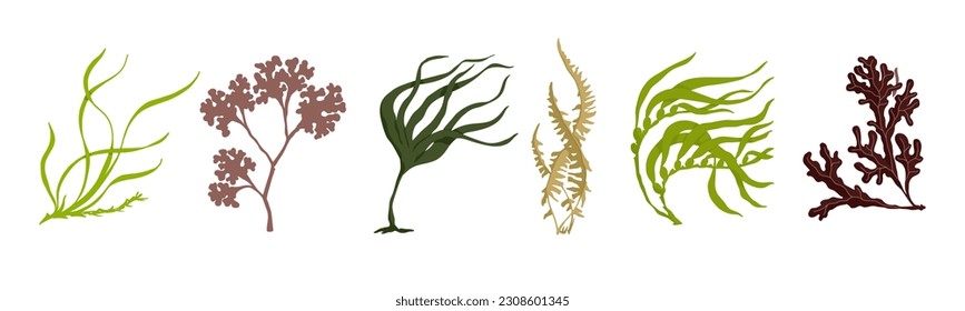 Set of various cartoon seaweeds. Vector graphics.	