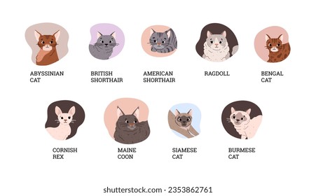Set of various cat breeds flat style, vector illustration. Cute smiling pets in different poses, decorative design with place for text. American and British shorthair pets, Bengal and Abyssinian cats