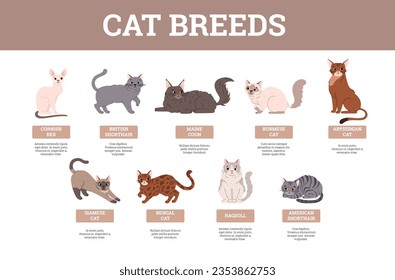 Set of various cat breeds with names flat style, vector illustration. Decorative design with place for text, cute funny pets. Abyssinian and Bengal pets, British and American shorthair, Maine coon