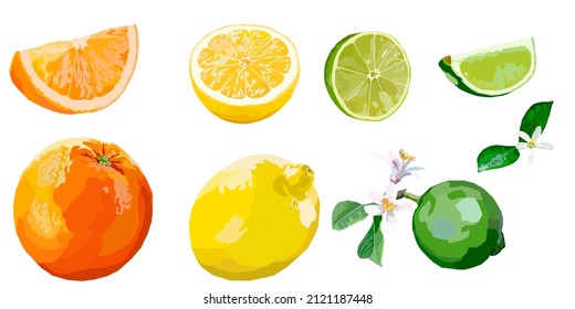 Set of various citrus fruits. Orange, lime and lemon fruit