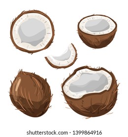 Set of various coconut. Delicious organic product. Vector illustration isolated on white background.