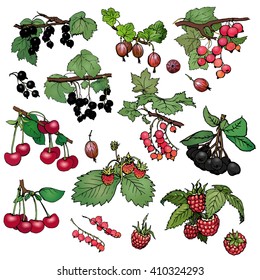 A set of various color realistic berries: red and black currant, cherry, gooseberry, raspberry, strawberry, aronia. Vector illustration on  white background.