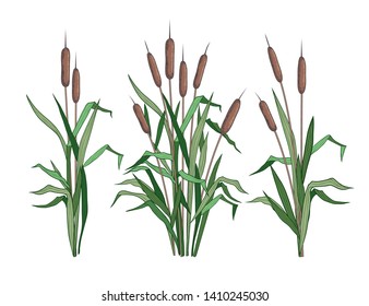 
 Set of various colored images of bulrush.   Clipart.Vector templates of various narrowleaf cattails. Illustration of nature. 
