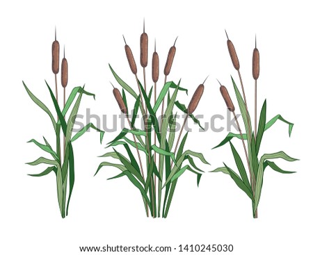 
 Set of various colored images of bulrush.   Clipart.Vector templates of various narrowleaf cattails. Illustration of nature. 
 Сток-фото © 