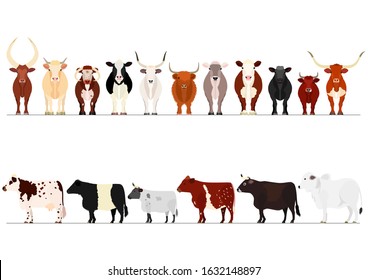 Set Of Various Cow Border