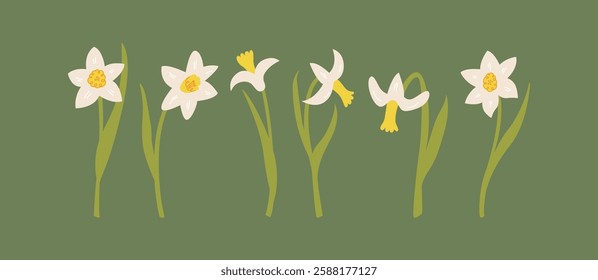 Set of various daffodil flowers. Botanical vector flat illustration with narcissus. Spring and summer clipart for holidays, women's day, birthday, mother's day designs, etc.