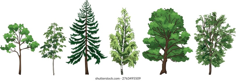 Set of various deciduous and coniferous trees: maple, horse chestnut, spruce, birch, oak, and rowan. Realistic vector illustration