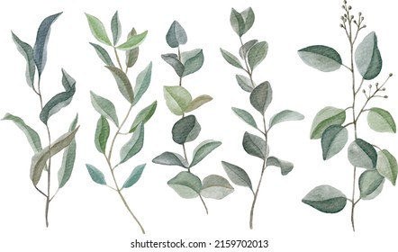 Set of various digitally painted watercolor eucalyptus branches isolated on white