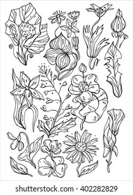 Set of various doodles, hand drawn  sketches of various types of flowers and plants. Vector freehand illustration isolated on white background.