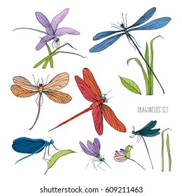 Set of various dragonflies in different poses. Colorful hand drawn collection flying adder. Vector illustration.