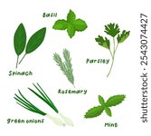 Set of various edible herbs and greens for cooking, vector