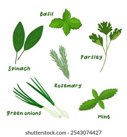 Set of various edible herbs and greens for cooking, vector