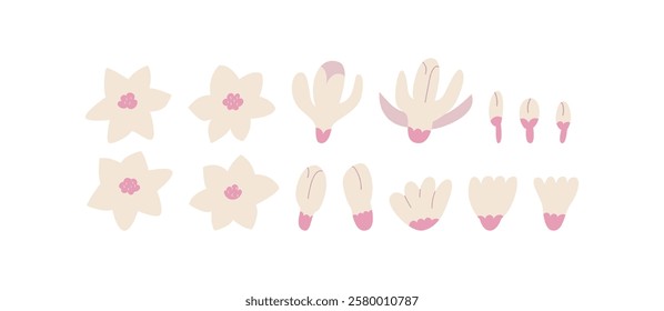 Set of various flower elements. Floral vector flat illustration. Magnolia flower buds and petals. Botanical hand drawn spring clipart