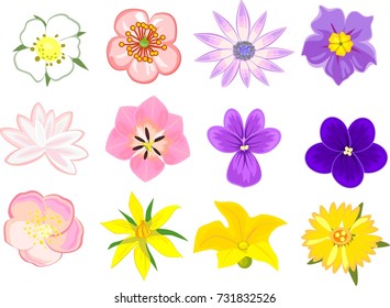 Set of various flowers on white background
