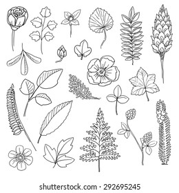 Set of various flowers and plants, vector illustration